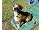 Adopt Pretzel a Treeing Walker Coonhound, Mixed Breed