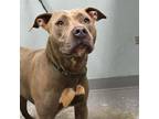 Adopt Blue Ivy a Pit Bull Terrier