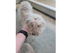 Adopt Dedra a Poodle, Mixed Breed
