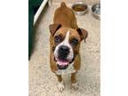 Adopt Rogue a Boxer