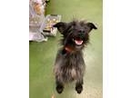 Adopt Belle a Yorkshire Terrier, Mixed Breed