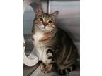 Adopt Coco a Domestic Medium Hair