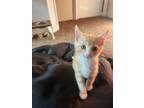 Adopt Gold a Domestic Short Hair