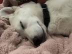 Adopt Kitty a Great Pyrenees