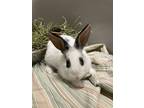 Adopt Domina a Angora Rabbit