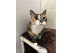 Adopt Luna a Domestic Short Hair