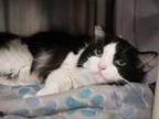 Adopt Ralph a Domestic Long Hair