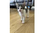 Adopt Tiger Lily a Domestic Short Hair