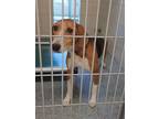 Adopt Willow a Hound, Mixed Breed