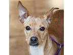 Adopt Honey Bun a Terrier