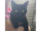 Adopt Found Stray a Domestic Short Hair