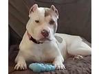 Adopt Java a Pit Bull Terrier