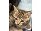Adopt Blueberry 555-24 a Domestic Short Hair