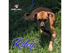 Adopt Riley a Beagle, Pug