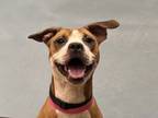 Adopt Pansy a Pit Bull Terrier, Mixed Breed