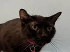 Adopt Mimi a Domestic Short Hair