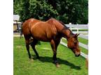 Beautiful 2007 Appendix gelding. Excellent mover. Smooth gaits.