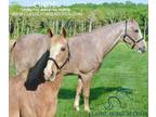 Youth Safe Strawberry Roan Trail Deluxe Gelding