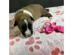 Adopt Dark Pink Female a Pit Bull Terrier, Australian Shepherd