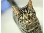 Adopt Eloise a Domestic Short Hair