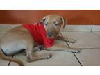 Adopt Emy a Black Mouth Cur, Labrador Retriever