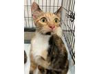 Adopt Cloe a Calico