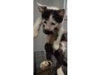 Adopt Jessi a Domestic Short Hair