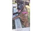 Adopt Marcia (LilyCove) #2 a Mountain Cur, Mixed Breed