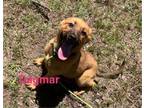 Adopt Dagmar (1113 n short willow) a Mixed Breed