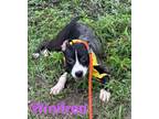 Adopt Winifred (w 28th) a Mixed Breed