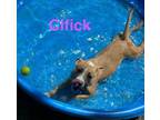 Adopt Cifick a Mixed Breed