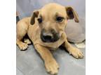 Adopt 56115420 a Shepherd, Terrier