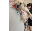 Adopt Rags a Yorkshire Terrier, Mixed Breed
