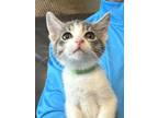 Adopt Paris (Bonded with Diego, her bother) a Domestic Short Hair