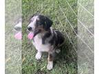 Australian Shepherd PUPPY FOR SALE ADN-796624 - Male Standard Australian