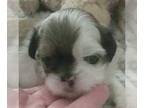 Shih Tzu PUPPY FOR SALE ADN-796629 - Tri parti female