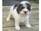 Cavapoo PUPPY FOR SALE ADN-796630 - Cavapoo