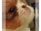 Shih Tzu PUPPY FOR SALE ADN-796637 - Red and white liver female