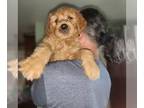 Goldendoodle PUPPY FOR SALE ADN-796643 - Adorable Goldendoodle girls from Tally