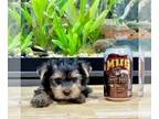 Morkie PUPPY FOR SALE ADN-796666 - Tcup Finn Potty training started