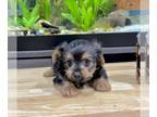 Morkie PUPPY FOR SALE ADN-796667 - Tcup Toby Potty training started