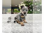 Australian Cattle Dog PUPPY FOR SALE ADN-796684 - Blue Heeler Puppy