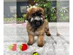 Soft Coated Wheaten Terrier PUPPY FOR SALE ADN-796691 - AKC Soft Coated Wheaton