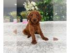 Goldendoodle PUPPY FOR SALE ADN-796695 - Goldendoodle Puppy