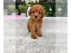 Cavapoo PUPPY FOR SALE ADN-796697 - Cavapoo Puppy