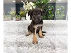 German Shepherd Dog PUPPY FOR SALE ADN-796705 - AKC German Shepherd