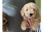 Goldendoodle (Miniature) PUPPY FOR SALE ADN-796719 - F1BB Mini Goldendoodle