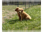 Golden Retriever PUPPY FOR SALE ADN-796735 - Heritage Farm Retrievers