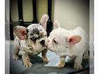 French Bulldog PUPPY FOR SALE ADN-796755 - Beautiful 9 week old fluffy carriers
