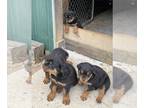 Rottweiler PUPPY FOR SALE ADN-796758 - AKC Registered Rottweiler Puppies